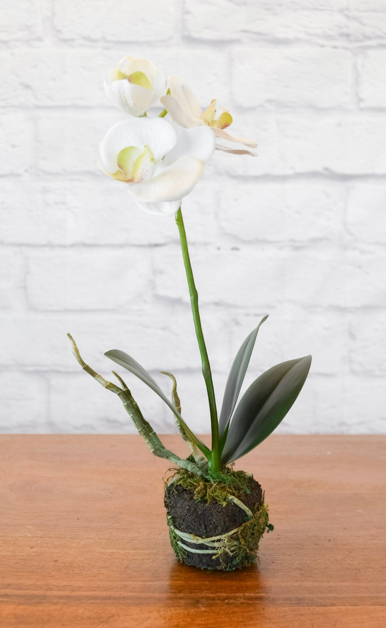 Phalaenopsis Orchid Drop-In