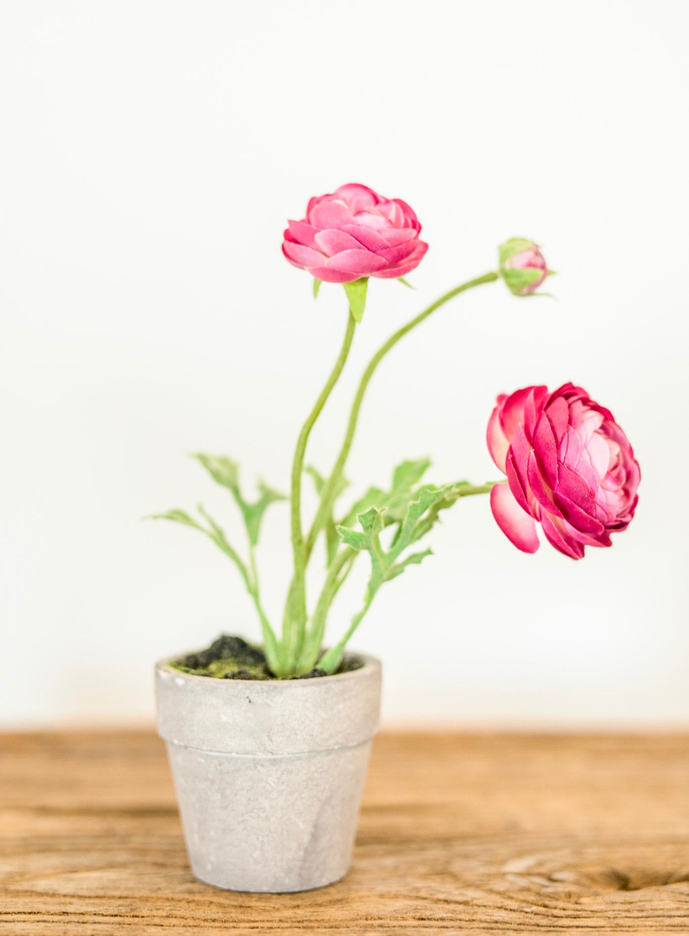 Mini Potted Ranunculus
