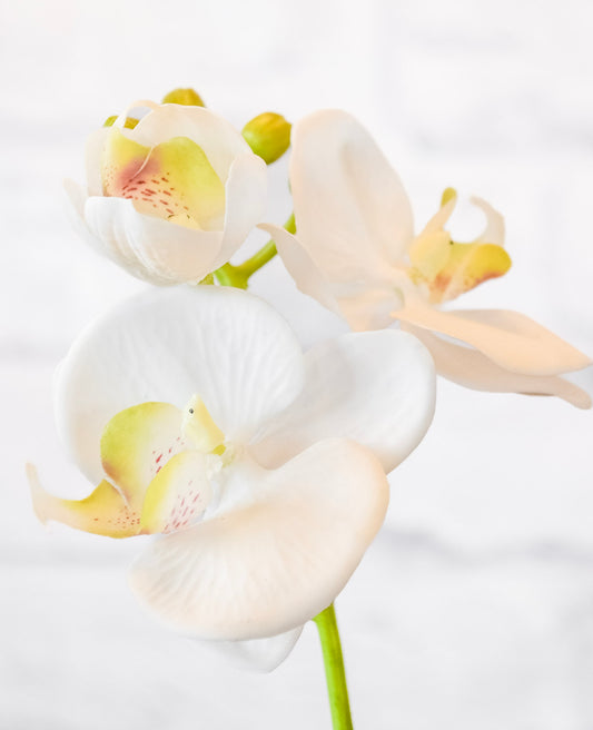 Phalaenopsis Orchid Drop-In