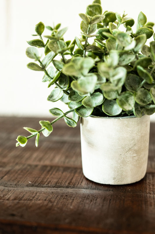 Faux Boxwood Sage in Cement Pot