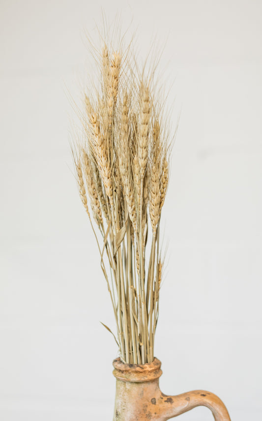 Natural Wheat Stem Bundle