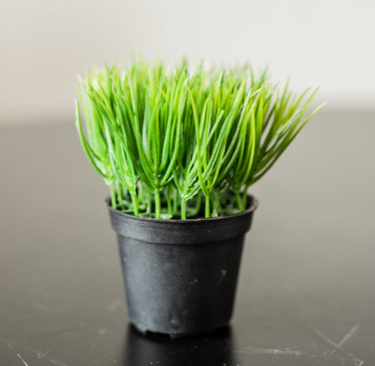 Mini Potted Grass