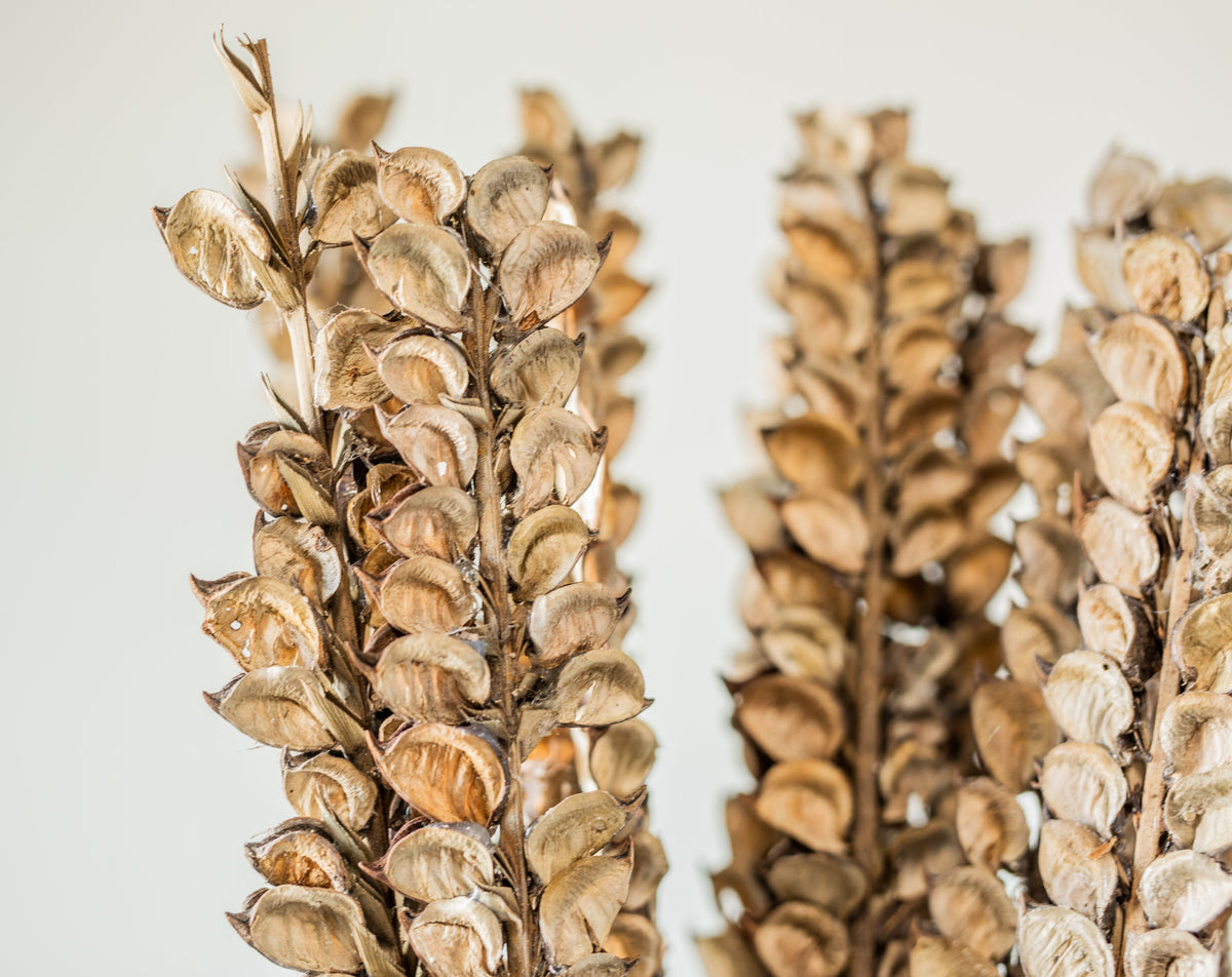 Cotton Petal Stem Bundle
