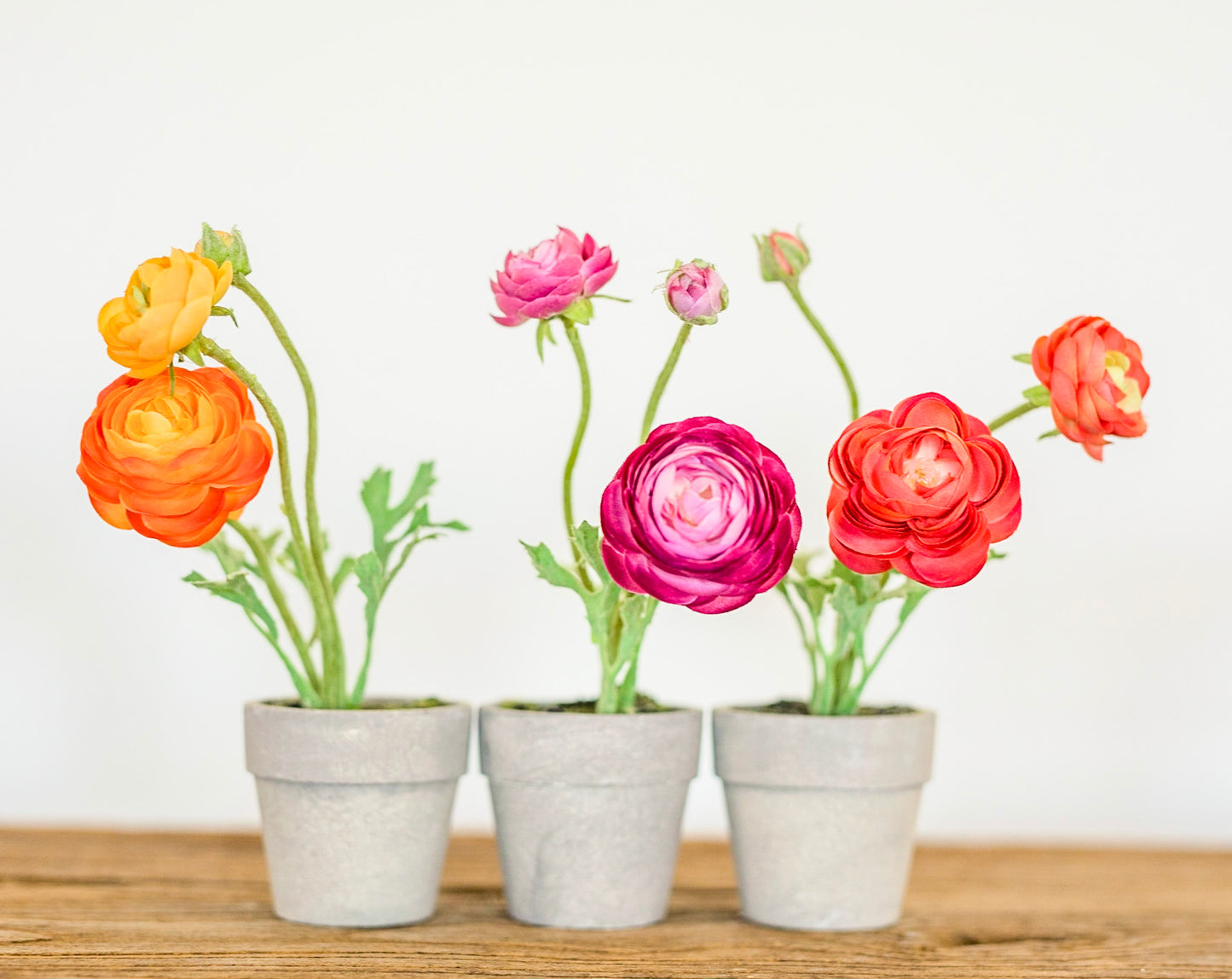 Mini Potted Ranunculus