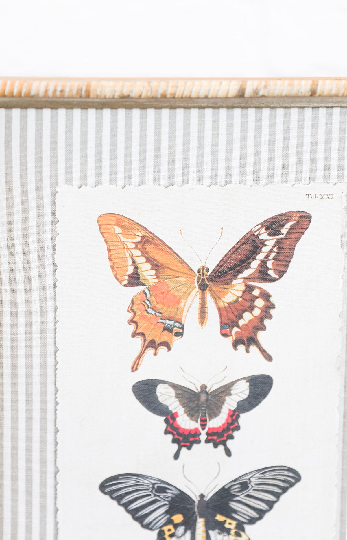 The Butterfly Collection