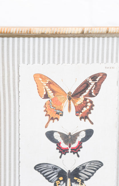 The Butterfly Collection
