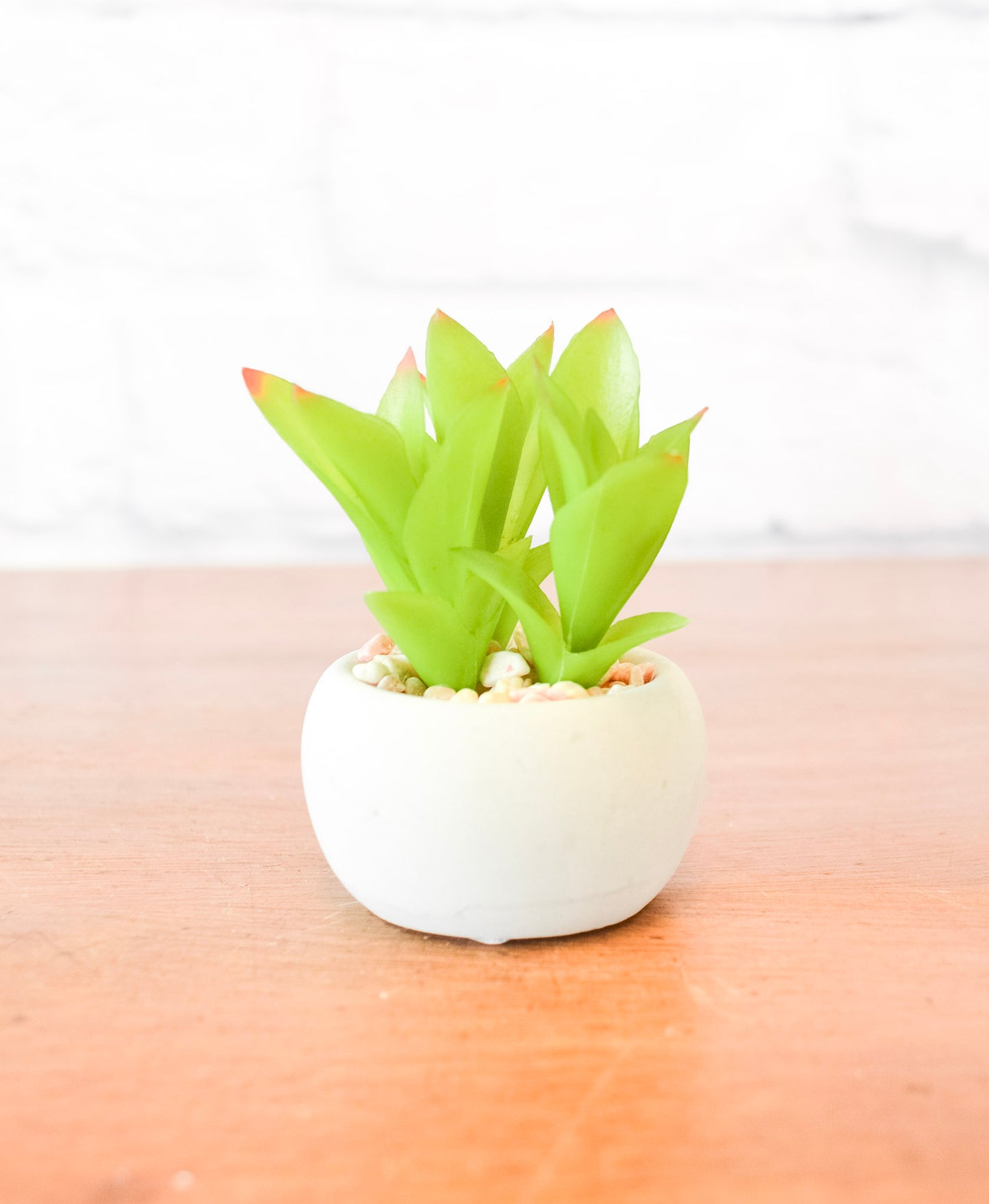 Small Succulents w/ Round Cement Pot