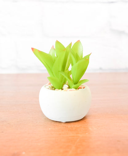 Small Succulents w/ Round Cement Pot