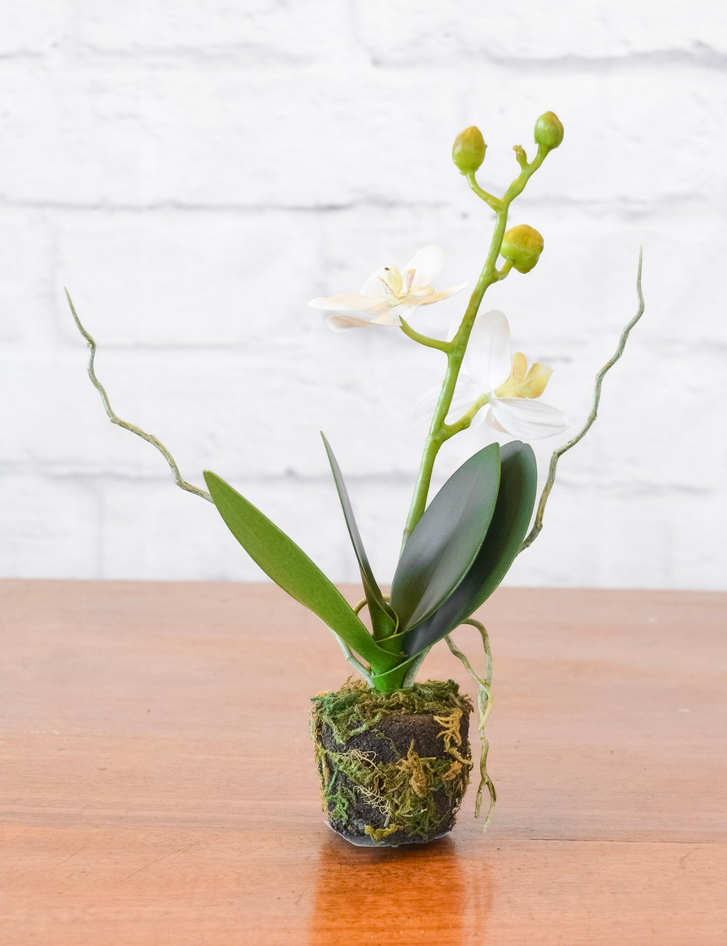 Phalaenopsis Orchid Drop-In