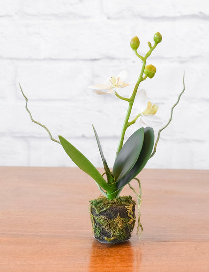 Phalaenopsis Orchid Drop-In