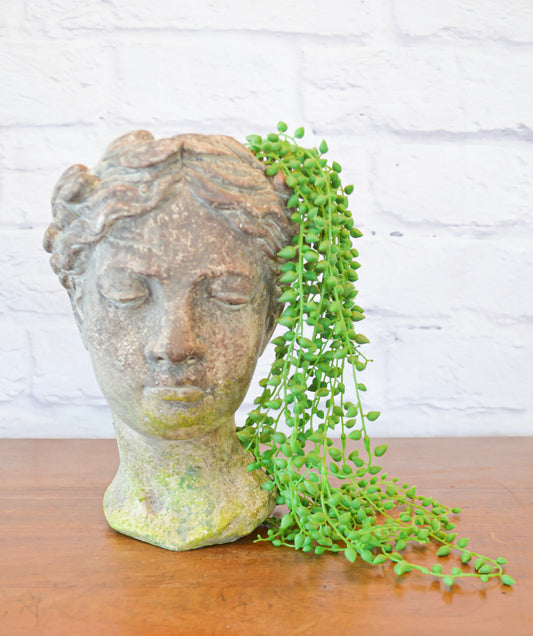 Anthemia Rustic Bloom Planter