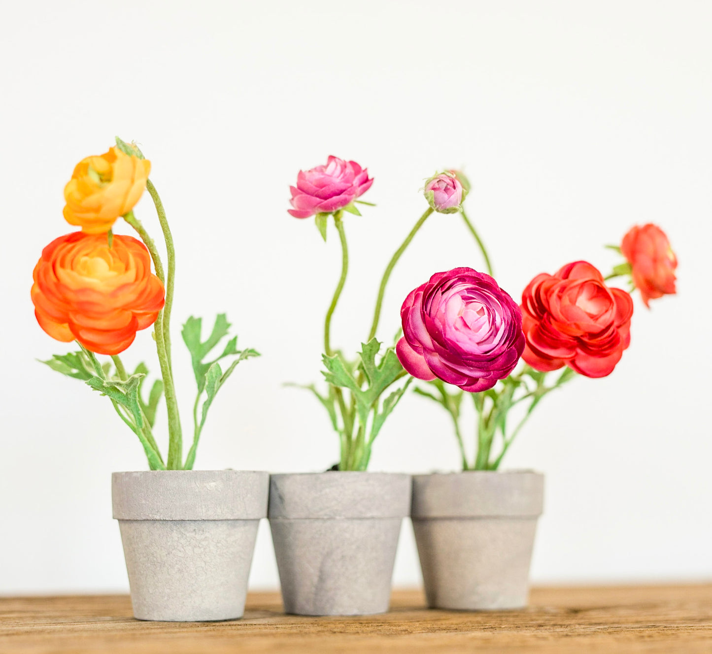 Mini Potted Ranunculus