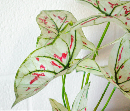 Faux Elephant Ear Potted Plant