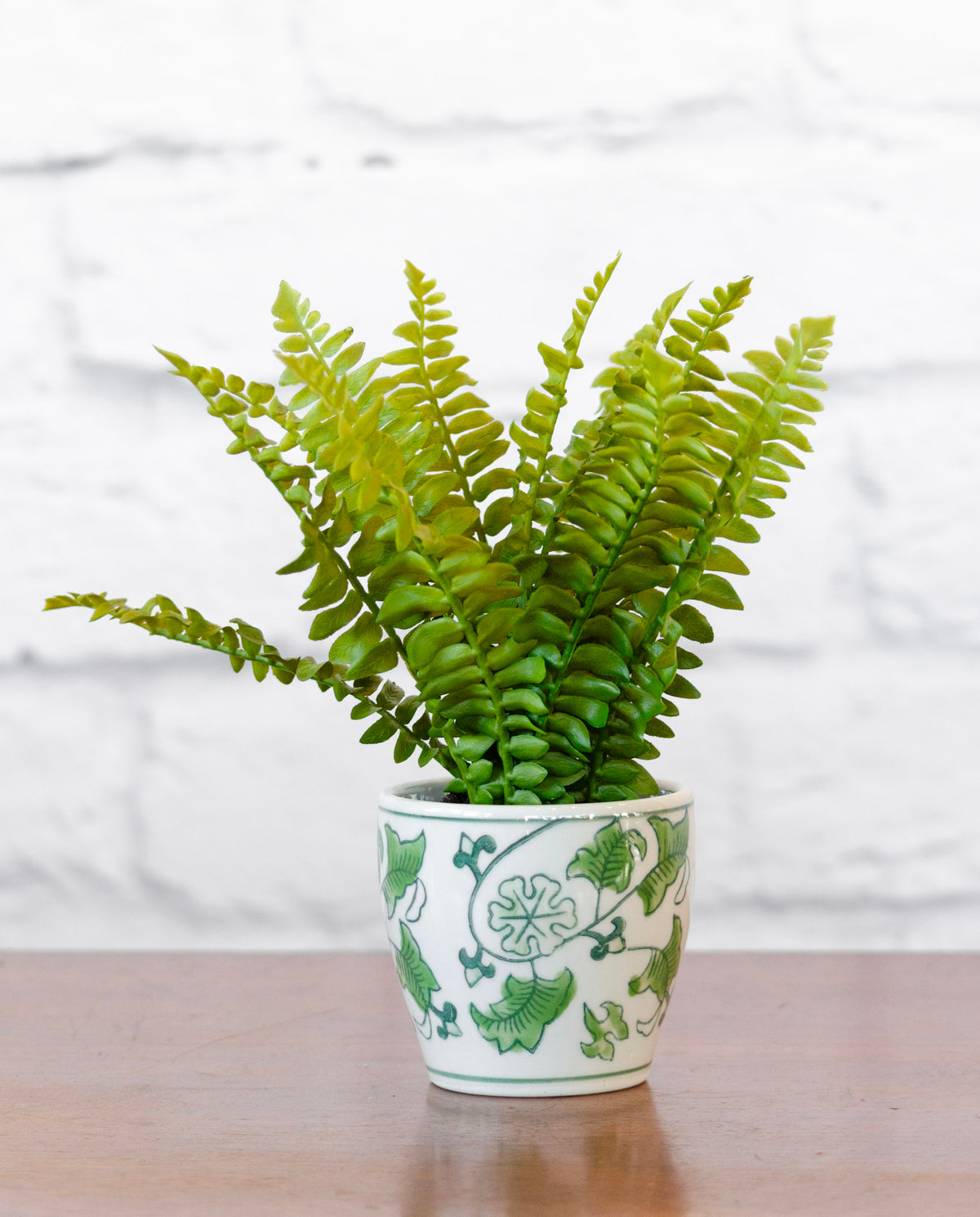 Classic Boston Fern Drop-In