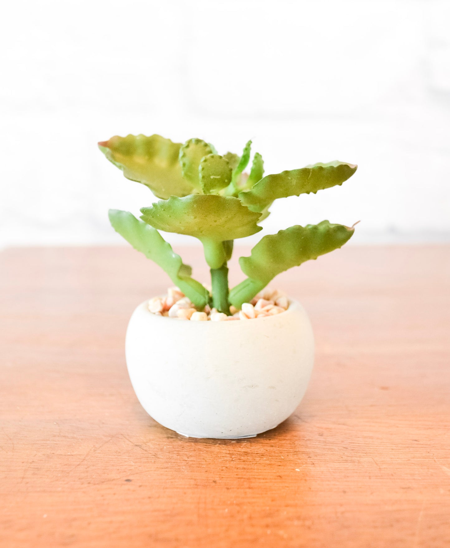 Small Succulents w/ Round Cement Pot