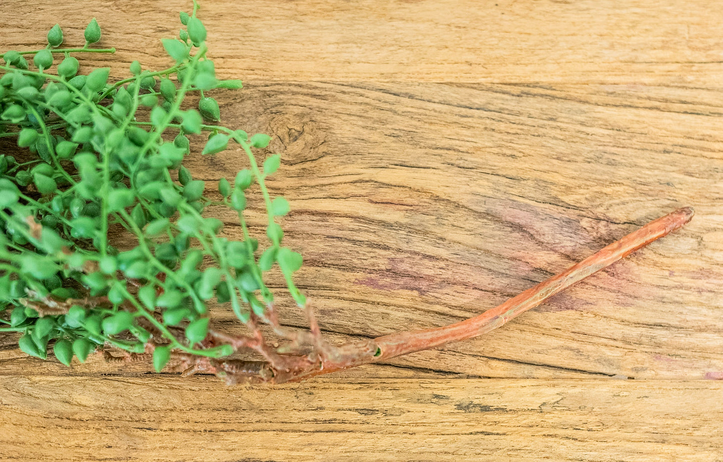 Faux String of Pearls