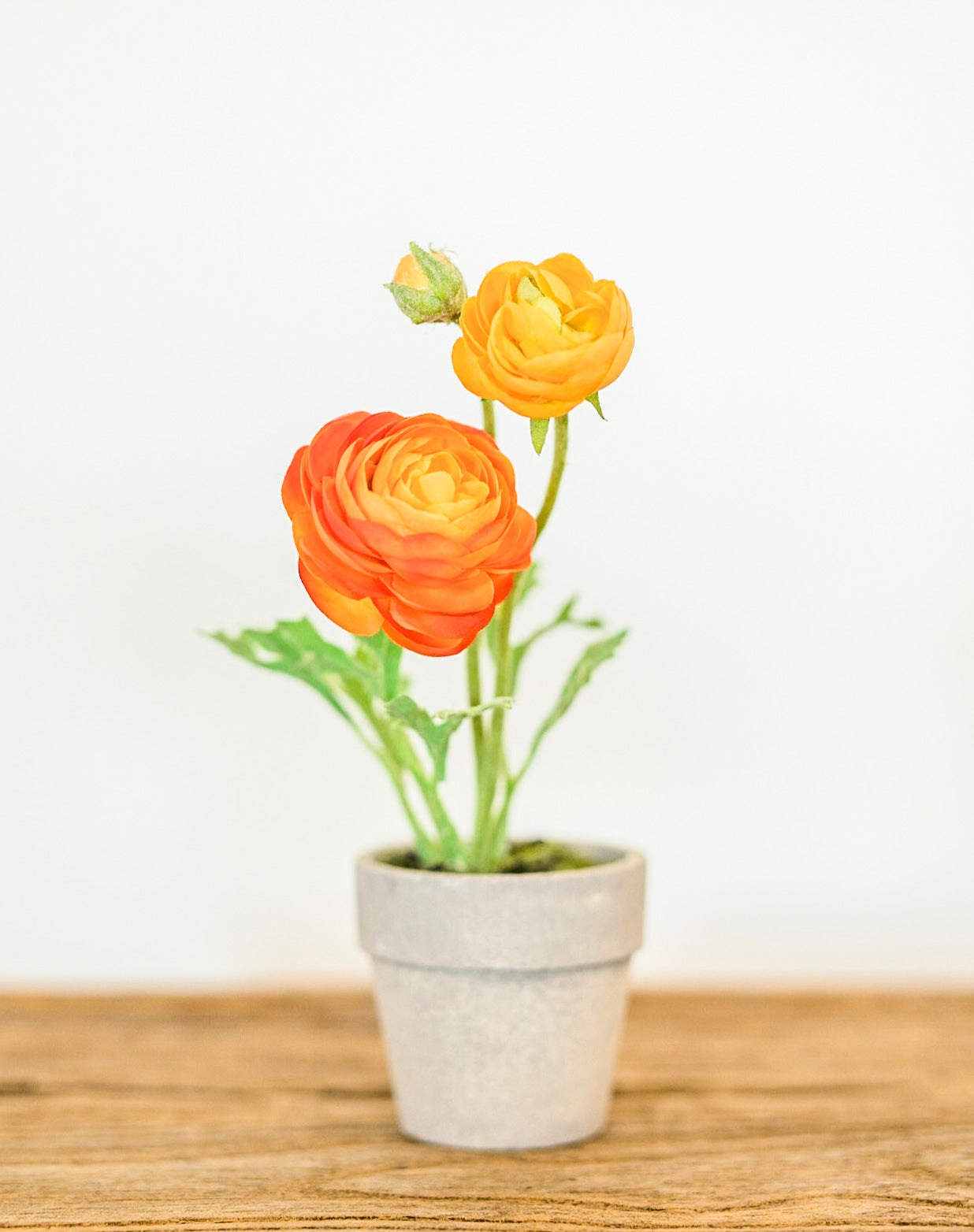 Mini Potted Ranunculus