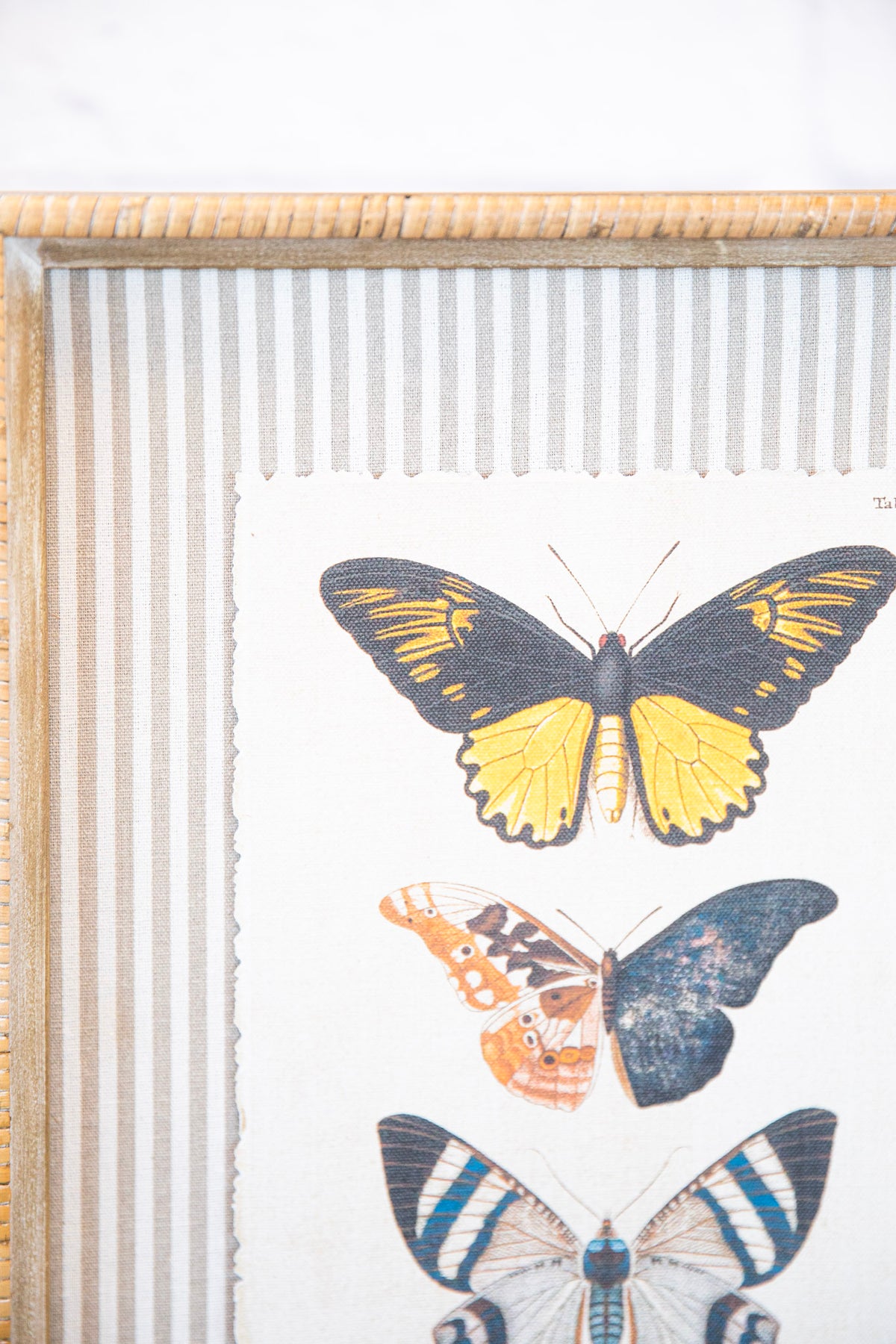 The Butterfly Collection