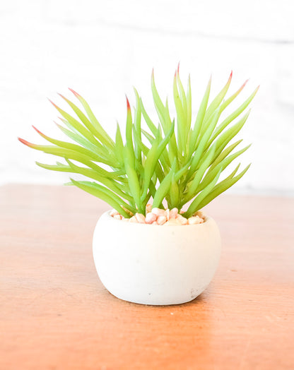 Small Succulents w/ Round Cement Pot