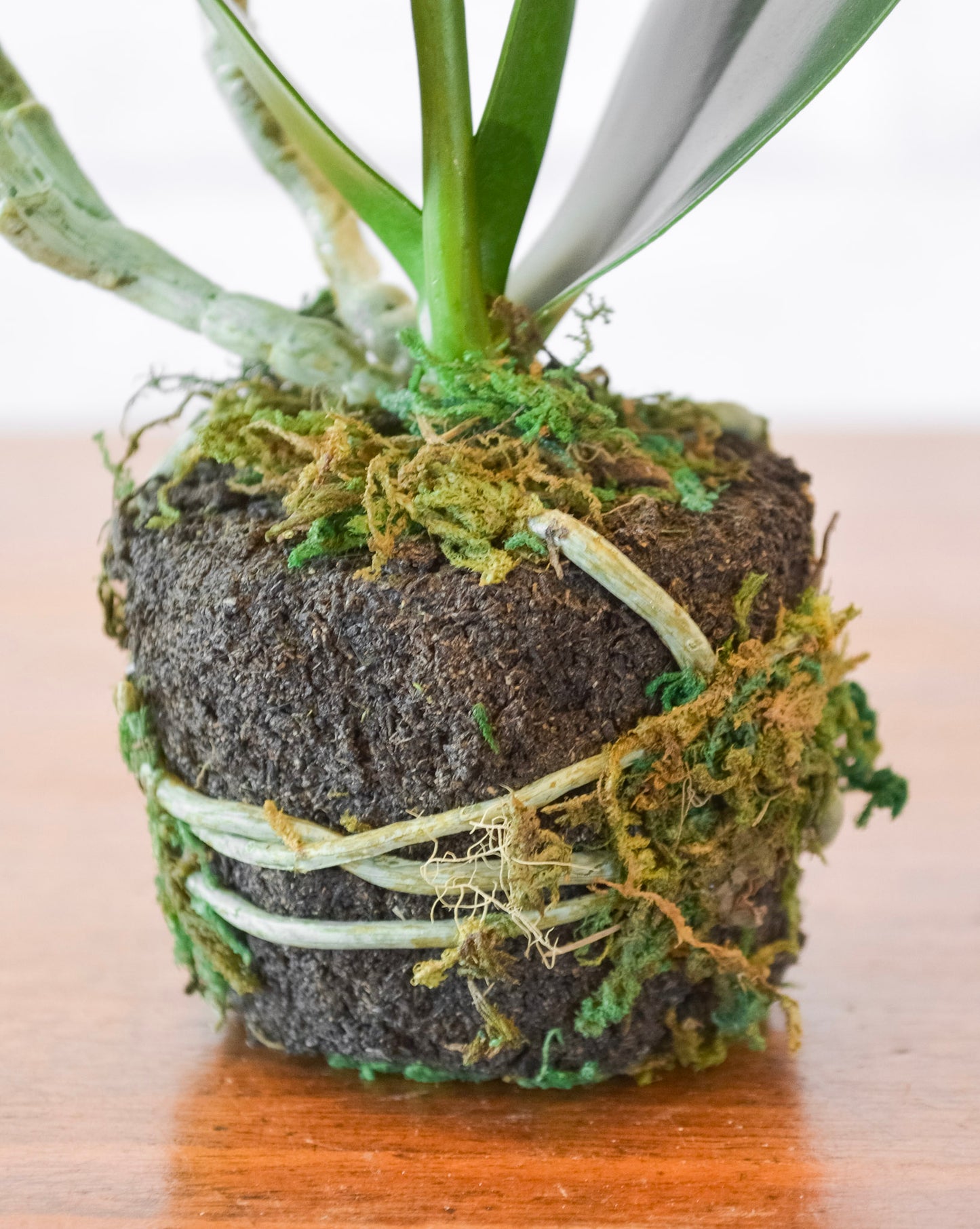 Phalaenopsis Orchid Drop-In