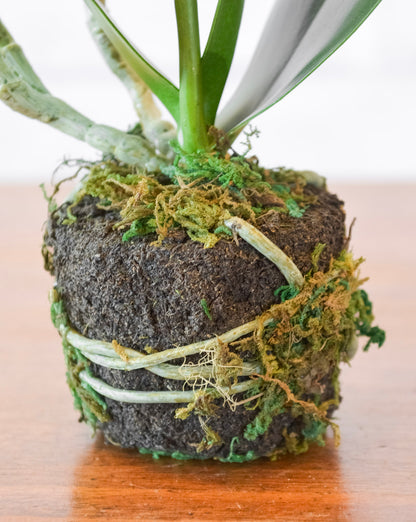 Phalaenopsis Orchid Drop-In