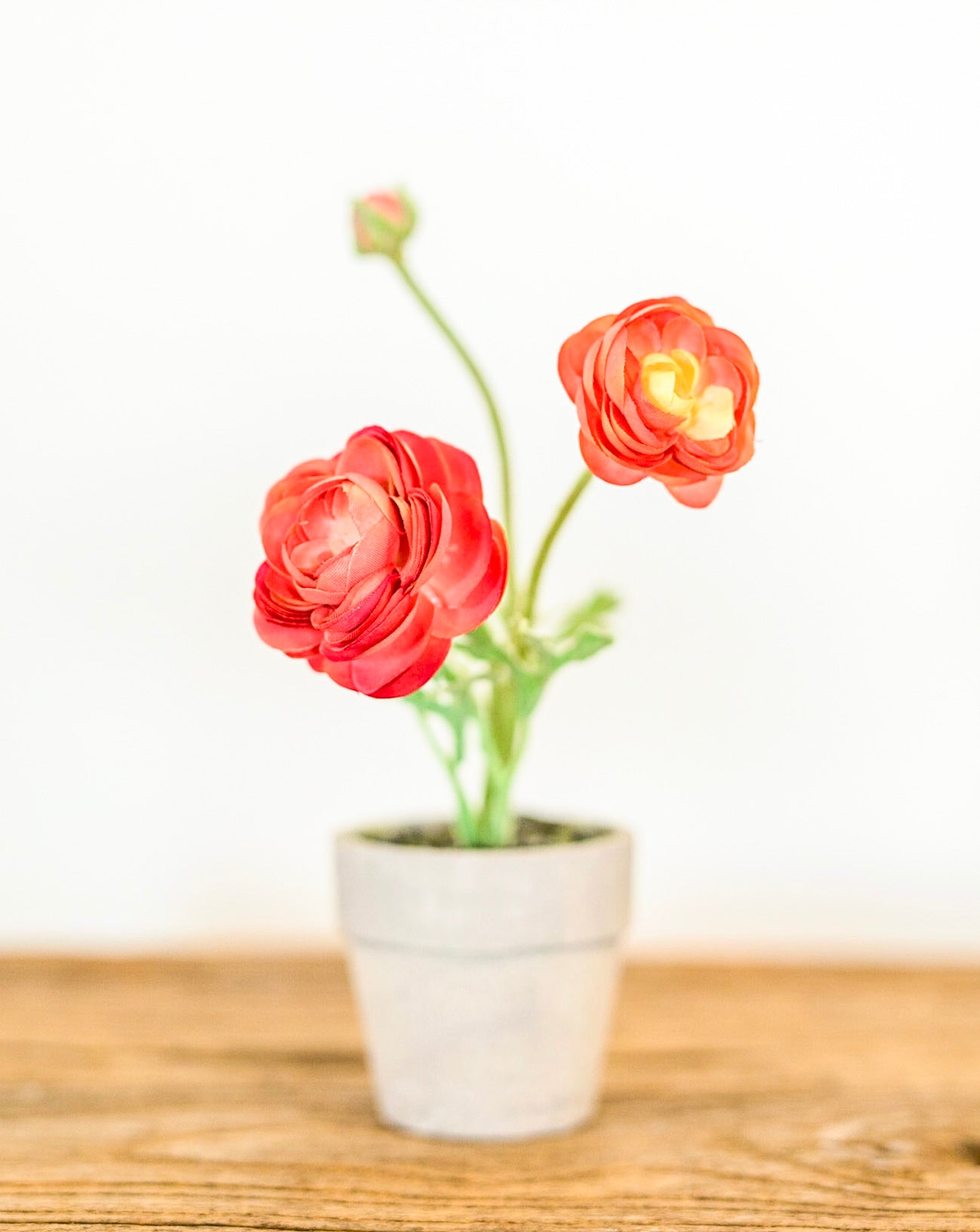 Mini Potted Ranunculus