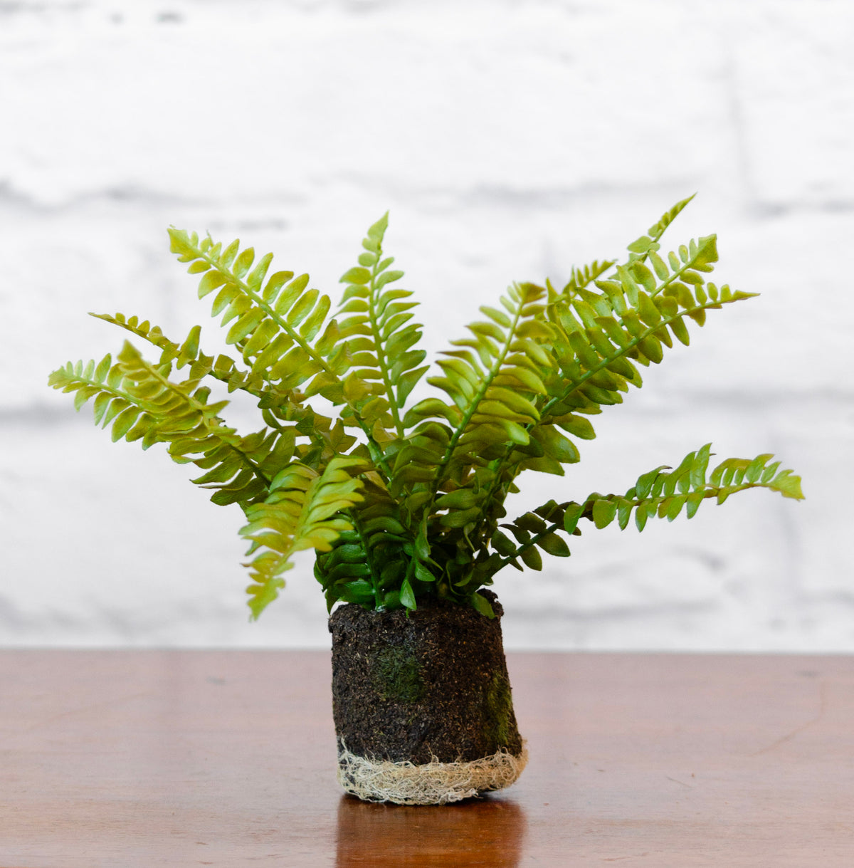 Classic Boston Fern Drop-In