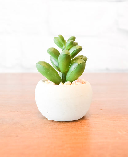 Small Succulents w/ Round Cement Pot