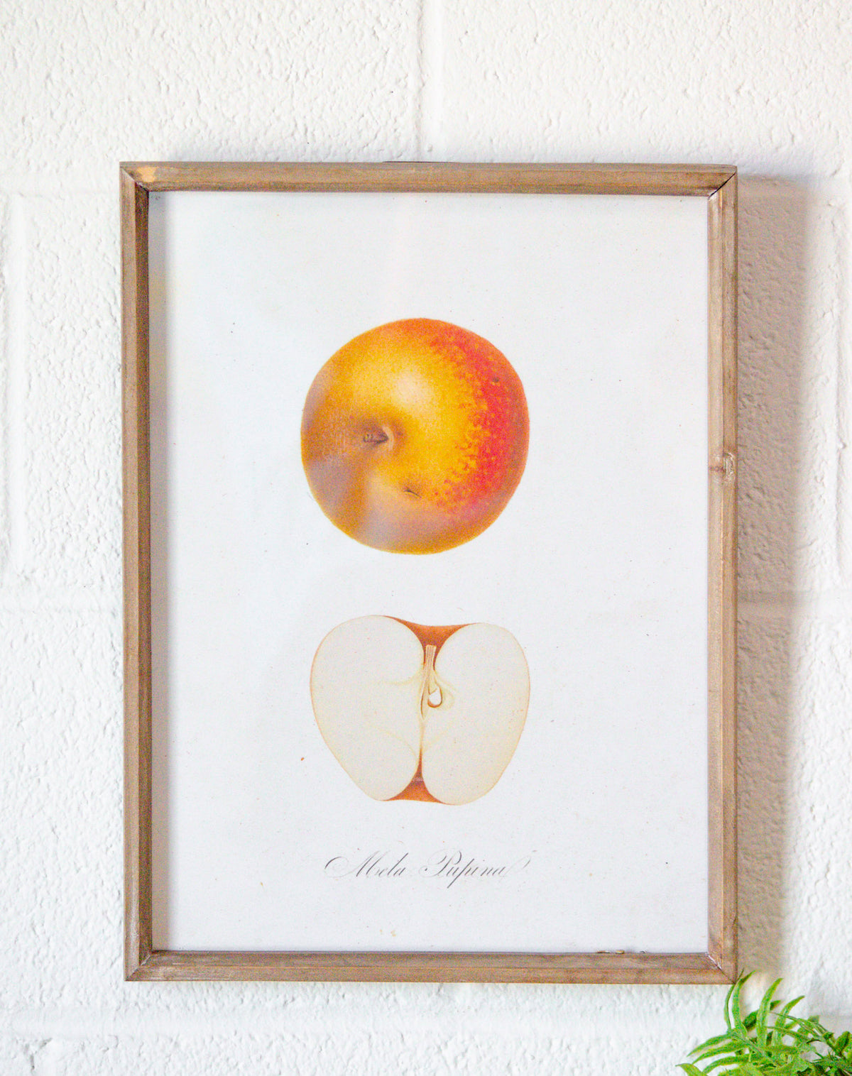 Vintage Inspired Wood & Glass Framed Fruit Print