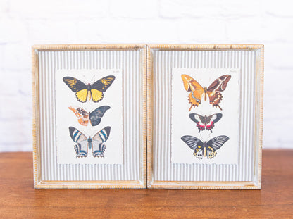 The Butterfly Collection