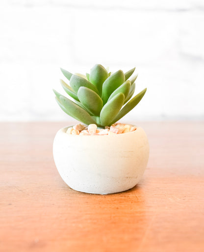 Small Succulents w/ Round Cement Pot