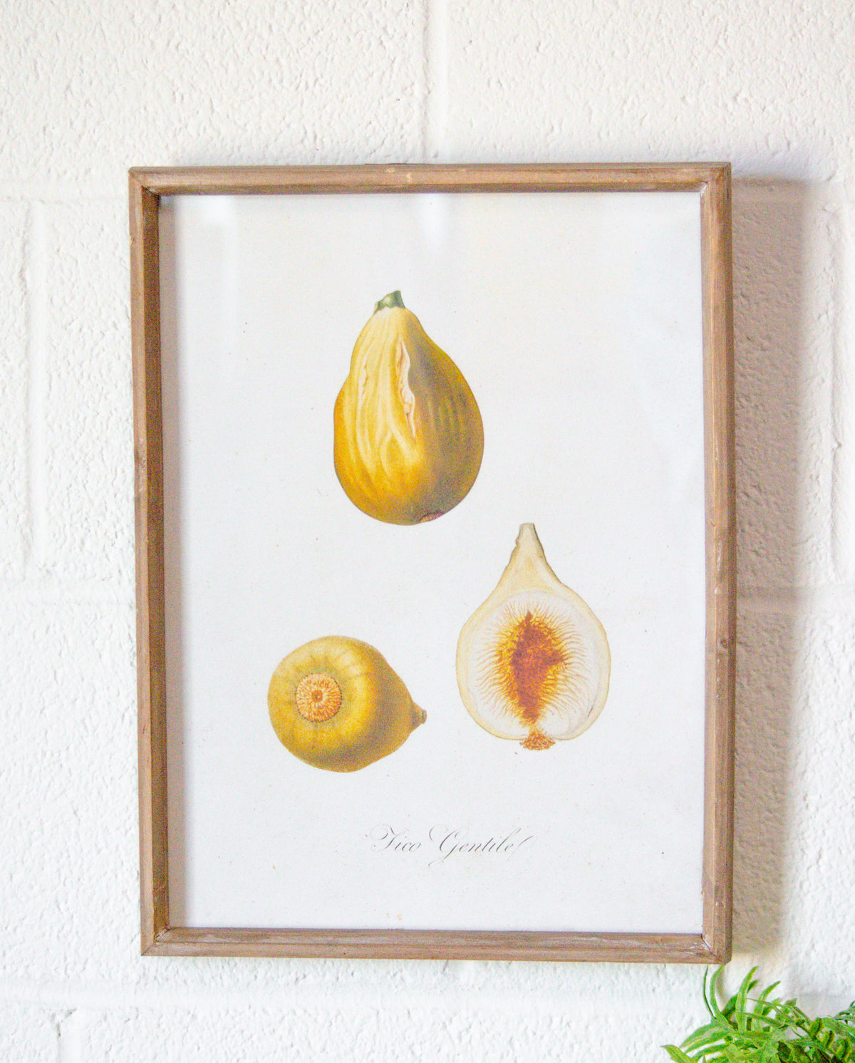 Vintage Inspired Wood & Glass Framed Fruit Print