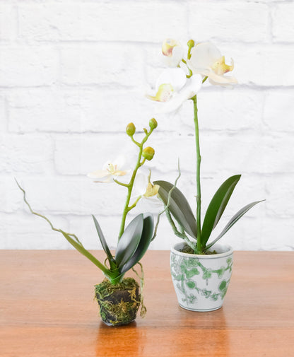 Phalaenopsis Orchid Drop-In