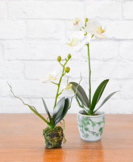 Phalaenopsis Orchid Drop-In