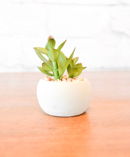 Small Succulents w/ Round Cement Pot
