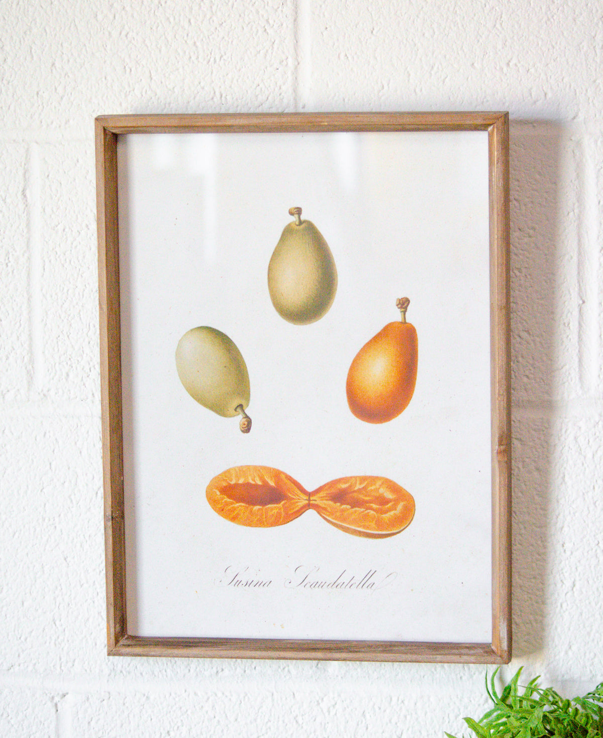 Vintage Inspired Wood & Glass Framed Fruit Print