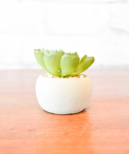 Small Succulents w/ Round Cement Pot