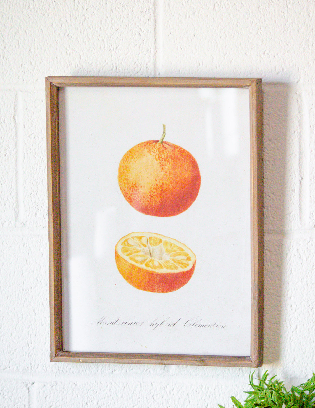 Vintage Inspired Wood & Glass Framed Fruit Print