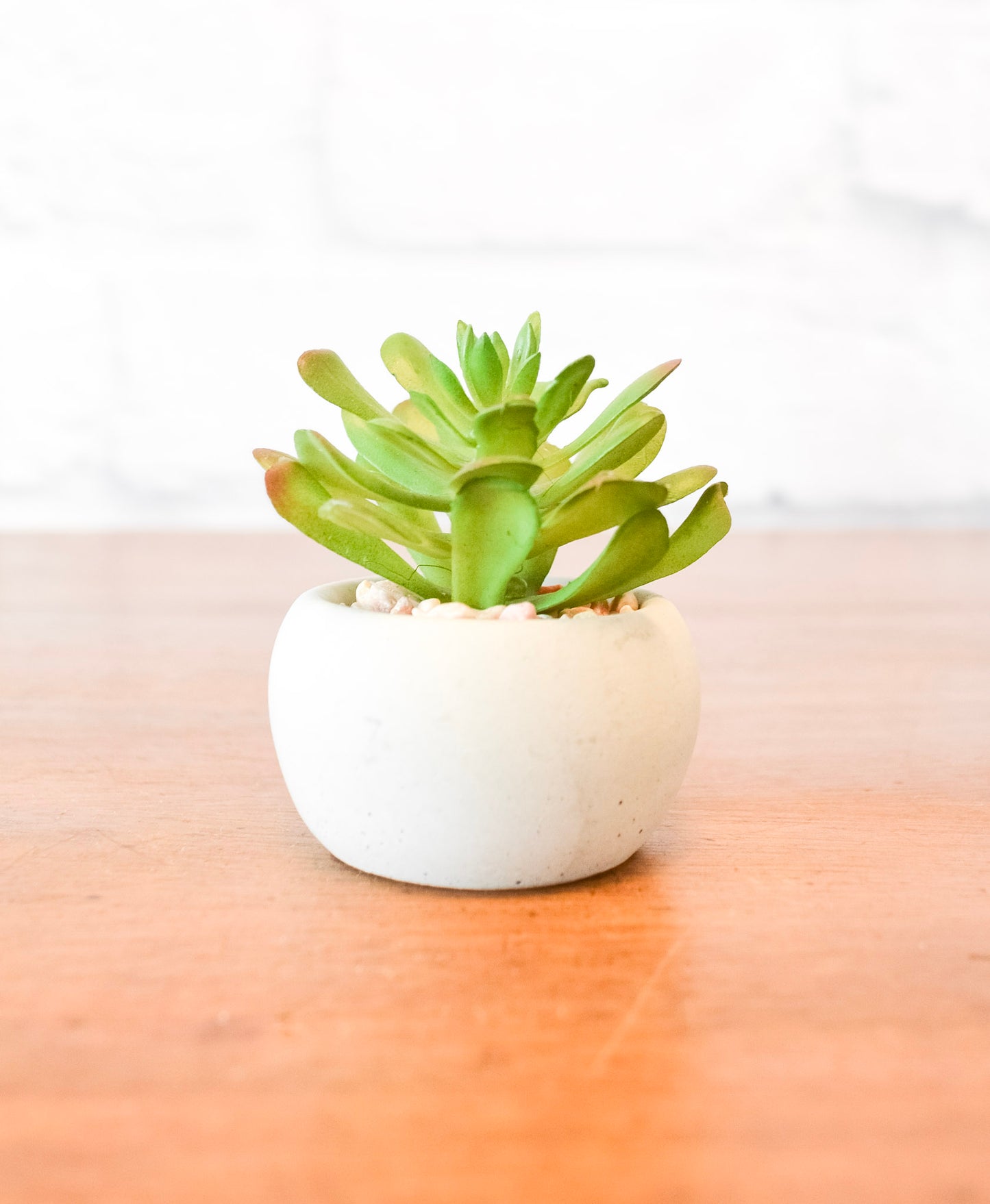 Small Succulents w/ Round Cement Pot