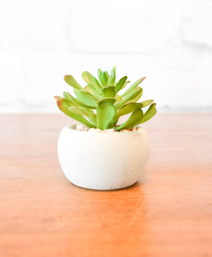Small Succulents w/ Round Cement Pot
