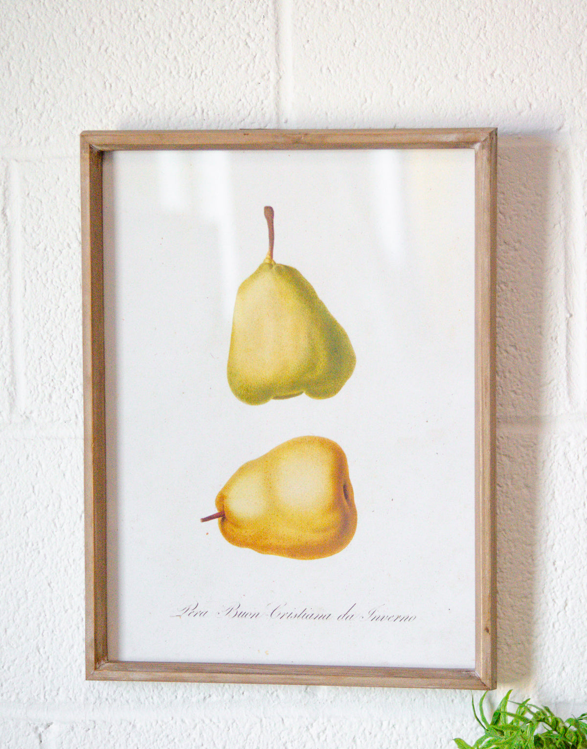 Vintage Inspired Wood & Glass Framed Fruit Print