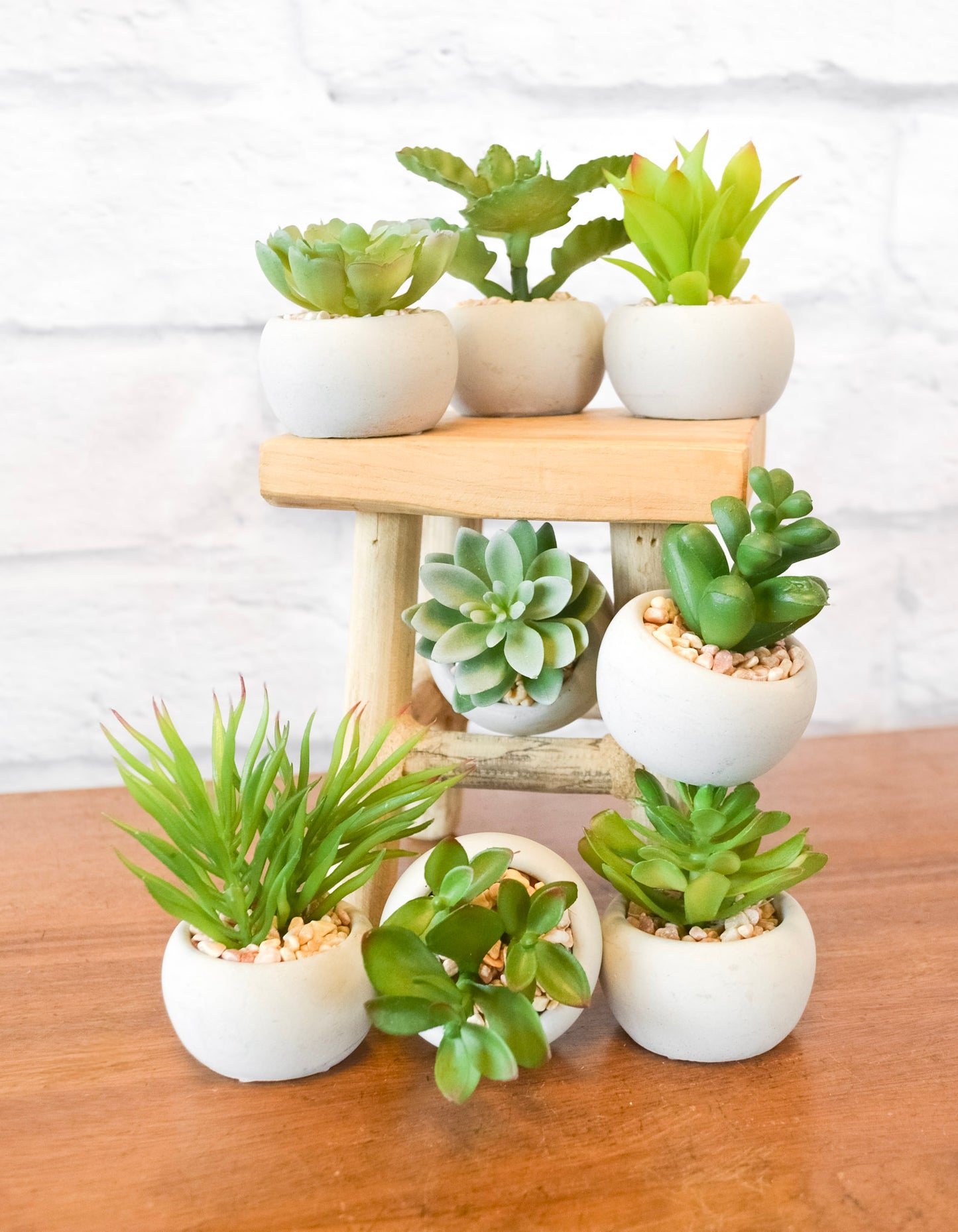 Small Succulents w/ Round Cement Pot