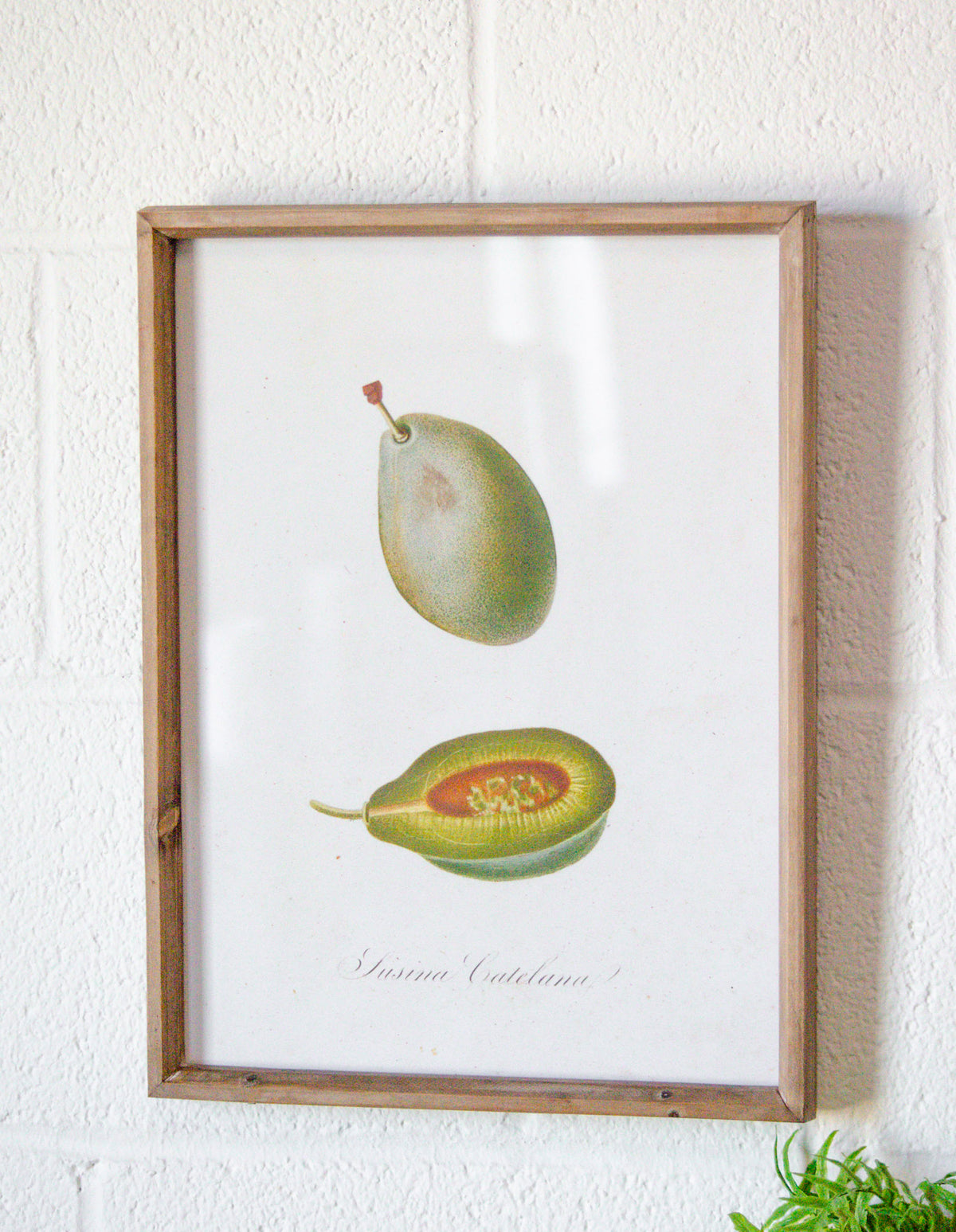 Vintage Inspired Wood & Glass Framed Fruit Print