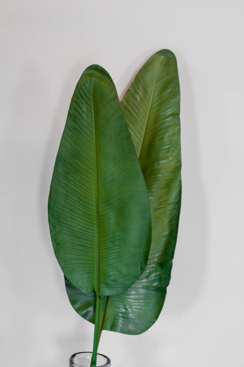Bundle of 2 Strelitzia Leaves