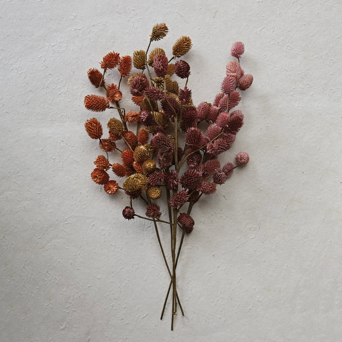 Autumnal Dried Natural Thistle Branch