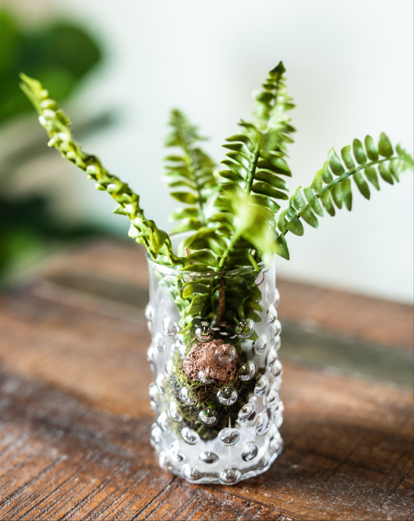 Boston Fern Drop-in