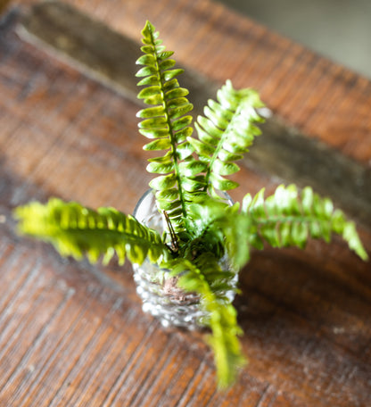 Boston Fern Drop-in