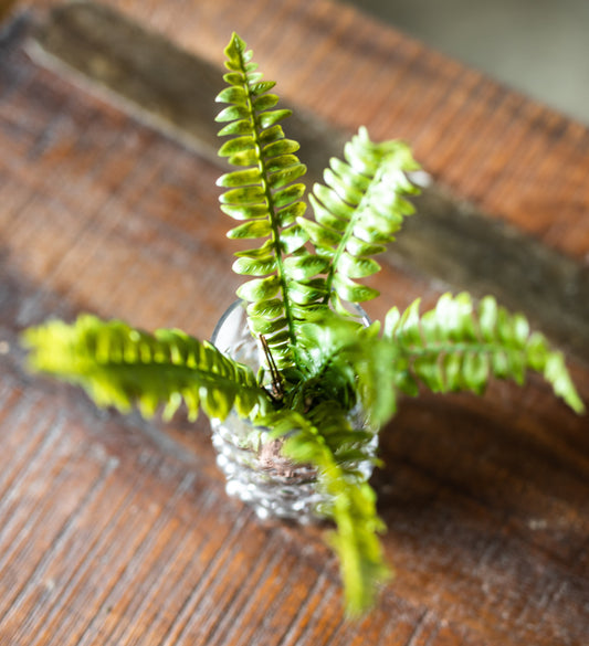 Boston Fern Drop-in
