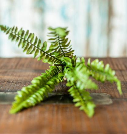 Boston Fern Drop-in