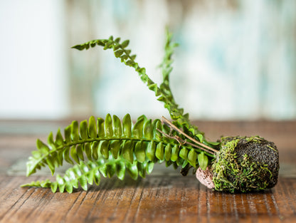 Boston Fern Drop-in